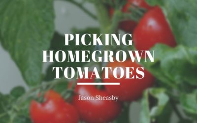 Picking Homegrown Tomatoes